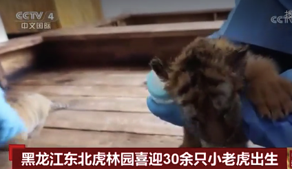 黑龙江东北虎林园‌近期迎来‌30余只东北虎幼崽‌出生