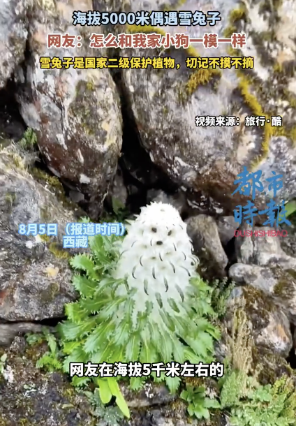 海拔5000米偶遇雪兔子撞脸小狗 萌物走红网络