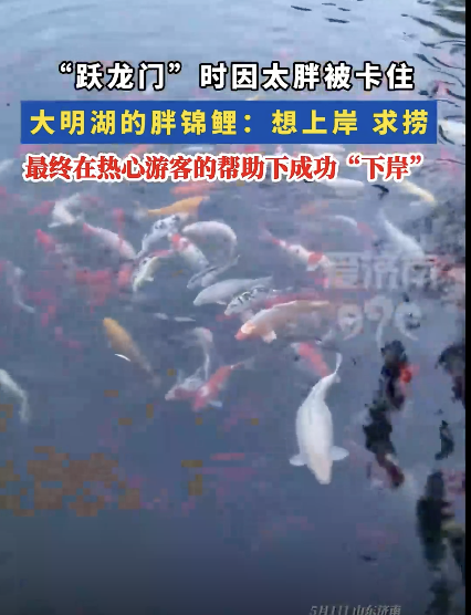 錦鯉躍龍門因太胖被卡住