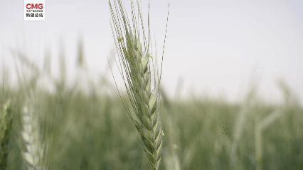 让袁隆平挠头的学生在沙漠种小麦 盐碱荒滩变饲草粮仓