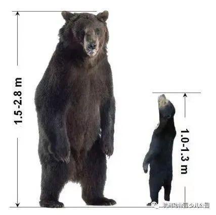 动物园回应黑熊争议事件：是马来熊，不是黑熊不是人扮的！