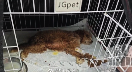 揭秘网络宠物销售连环骗局 