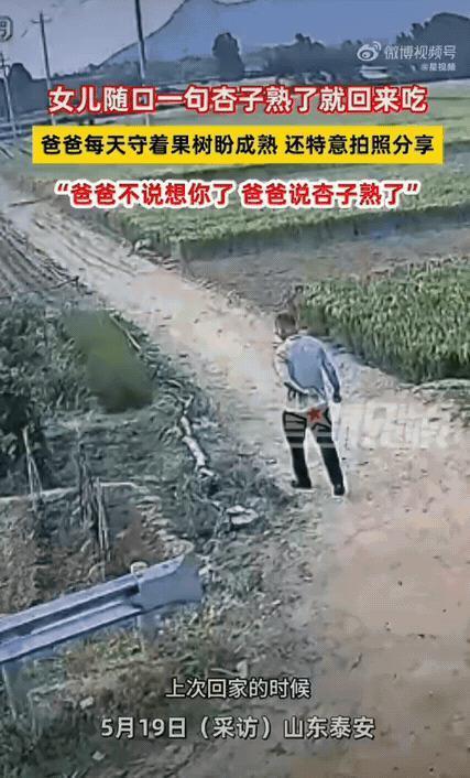 女儿说回家吃杏父亲每天守树盼熟