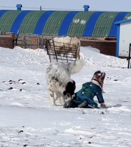 狗狗在雪地和3岁小主人玩闹 有爱互动惹人笑