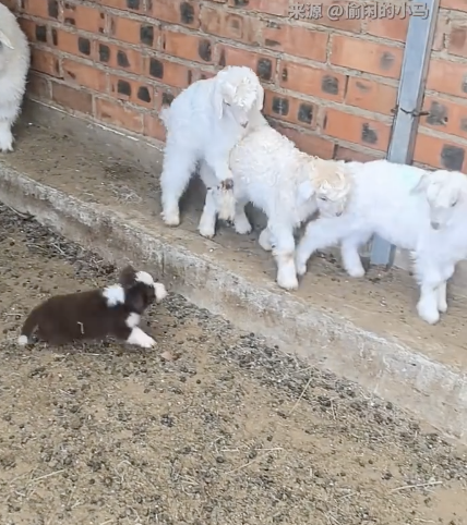 小牧羊犬管教小羊血脉觉醒