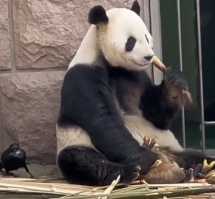 干饭最大！大熊猫被小鸟薅毛毫无反应淡定干饭