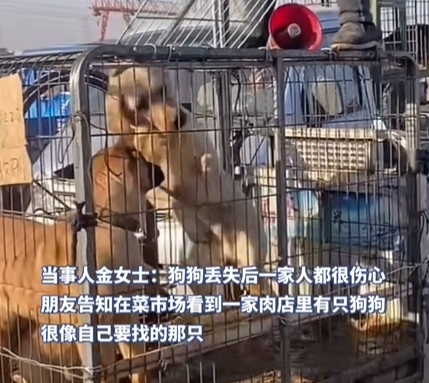 女子丢失爱犬在肉店寻回，需要支付600元才被允许带走