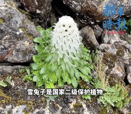 海拔5000米偶遇雪兔子撞脸小狗 萌物走红网络