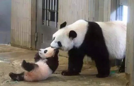 △熊猫“香香”和妈妈“仙女”