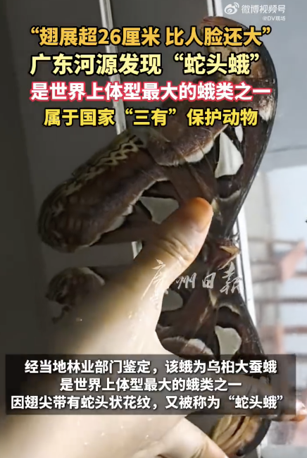 广东河源发现翅展超26厘米蛇头蛾 比东说念主脸还大