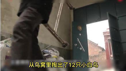 掏鸟窝判刑大学生将出狱 判刑10年是否量刑过重引热议