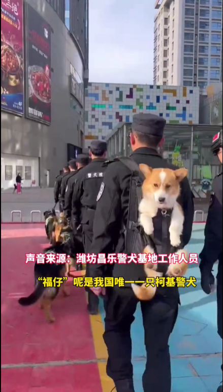 全国首条“有编制”的柯基警犬福仔被背着出街 它是怎么混上编制的？