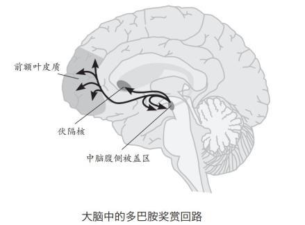 刷手机停不下来？如何拯救失控的大脑