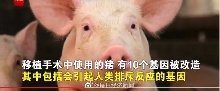 全球首位猪心脏移植病人在术后两个月死亡