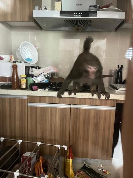 猴子闯30层住户家 和狗抢玩具、拳打脚踢用力拉门
