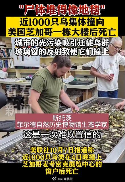  “尸体厚得像地毯”！近千只候鸟撞建筑后死亡