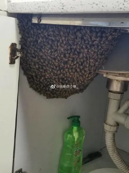 女子被蜜蜂骚扰多年消防取出25斤蜂蜜 家中惊现巨型蜂巢