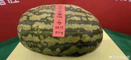 177.9斤!“瓜王”诞生 北京大兴庞各庄镇瓜农夺魁