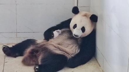 又添一员！重庆动物园熊猫“好奇”产下女宝 家族喜迎新成员