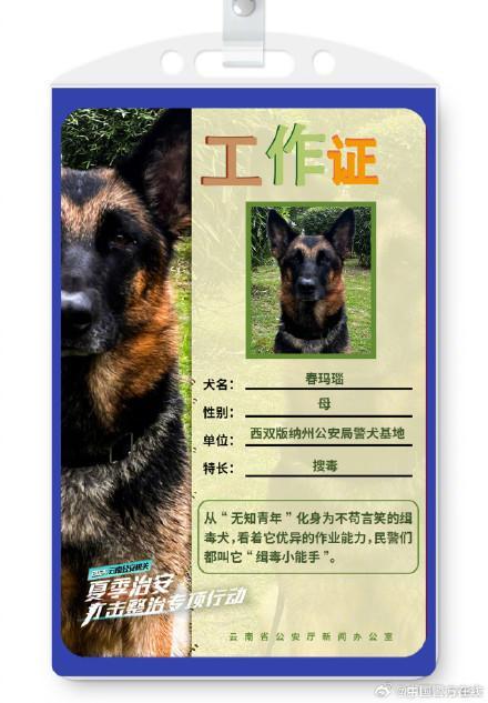 被警犬的工作证件照帅到了