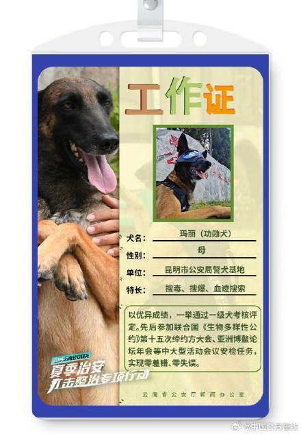 被警犬的工作证件照帅到了 智勇双全的伙伴