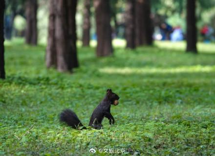 天坛公园松鼠络绎寻食萌态十足 灵动身影成亮点