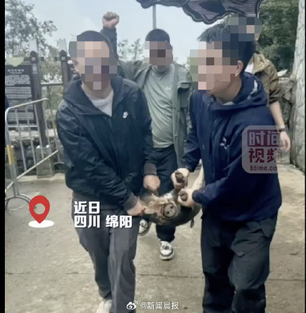 景区推出逮野猪活动:游客可免费带走——徒手抓捕引争议