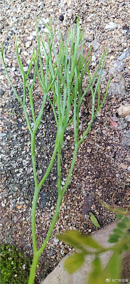 广东罗定发现植物界“活化石”松叶蕨