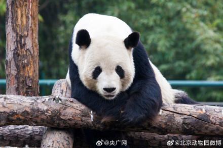 大熊貓“古古”離世 動(dòng)物園發(fā)布訃告