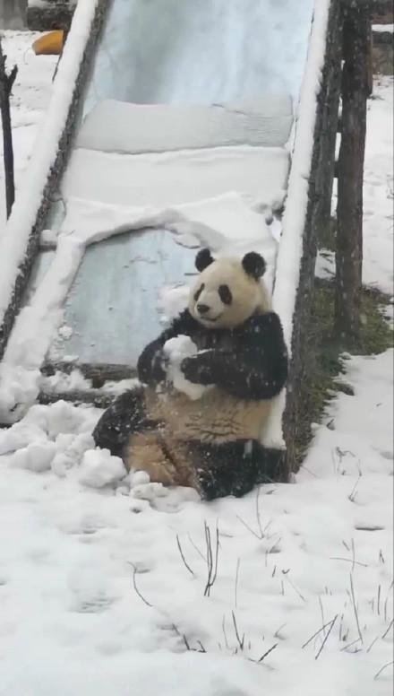 西安初雪大熊貓撒歡玩雪 萌態(tài)可掬樂翻天