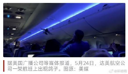 美一航班機(jī)艙飛入鴿子致延誤