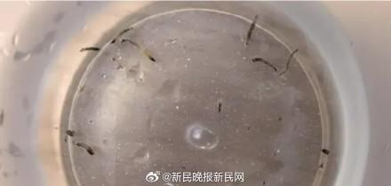女童口吐活虫一个多月 元凶竟是常见小黑虫 警惕家中卫生死角