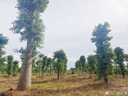 男子种猴面包树18年有两棵达结果要求
