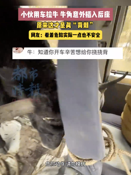 男子运牛时牛角意外插穿车辆座椅，网友：这是真的“背刺”