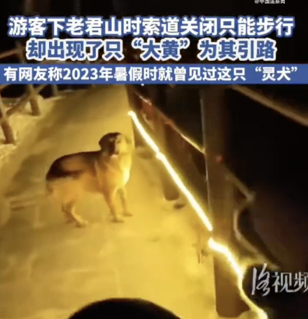 老君山狗狗主动为徒步下山游客引路 通人性大黄狗治愈人心