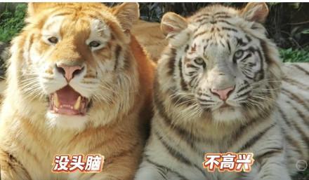 老虎版“没头脑”“不高兴”火出圈