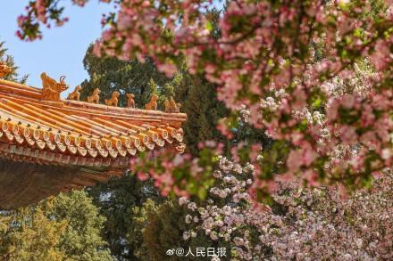 故宫清明海棠配红墙展古韵春色 文华殿前花盛开