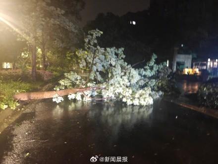 上海300多株倒伏树木一夜清零 绿化市容队伍高效处置