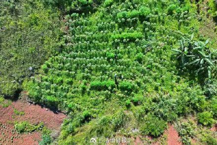 中缅边境一线500株野生大麻植株被铲除
