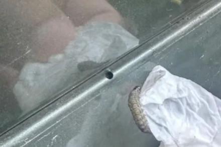 多地车辆被夜蛾幼虫啃出小洞 栾树下的风险