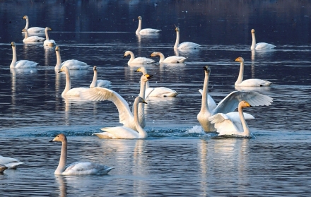 洪洞汾河国家湿地公园：白天鹅悠然游弋于水面