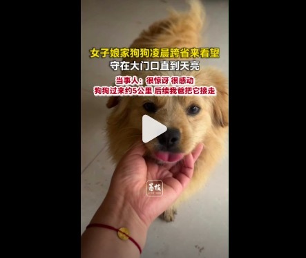狗狗跨省跑5公里看望出嫁女子