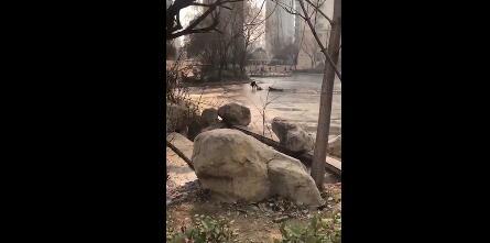 65岁保洁员跳冰湖救出6岁女童 大爷称自己是退伍军人，救人毫不犹豫