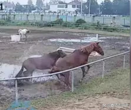 马场回应马匹跳栏摔断脖颈死亡 管理疏忽酿悲剧