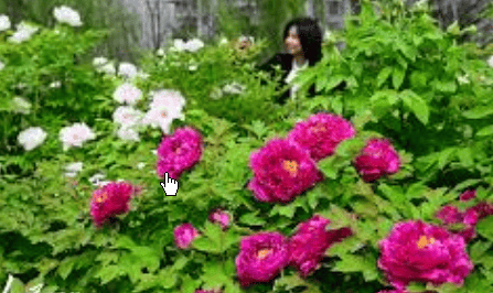 河南游客买断头牡丹 牙签“粘”花引热议