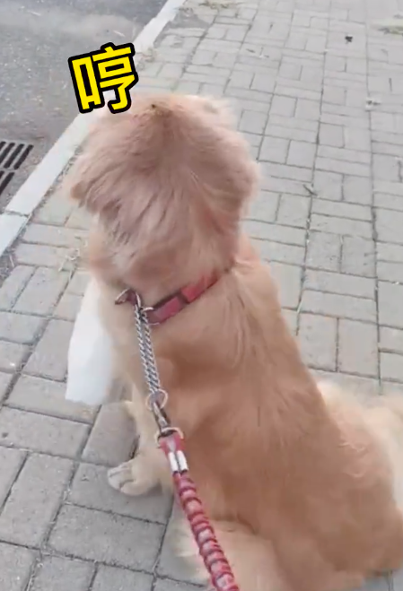 狗狗因主人不提东西而赌气