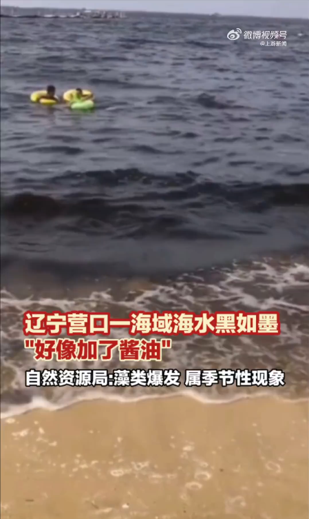 辽宁一海域海水变黑 当地回应：藻类植物爆发腐烂后导致