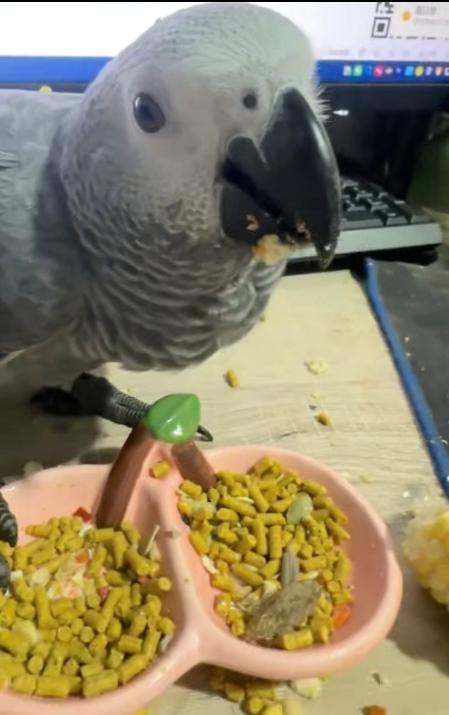 被悬赏3000元的走失灰鹦鹉已飞回 意外归来主人惊喜