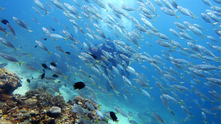 China ergreift vielfältige Maßnahmen zum Schutz der maritimen Artenvielfalt