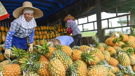 Xuwen: Die „Heimat der Ananas“ in der südlichsten Ecke des chinesischen Festlandes